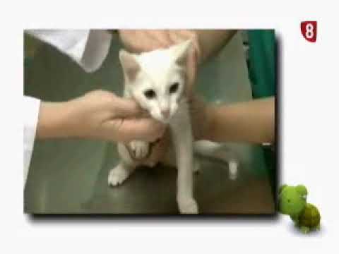 Descubre el precio de la primera consulta con el veterinario para tu gato