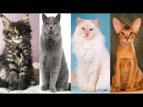 Cómo identificar a los gatos más cariñosos: Consejos prácticos para dueños de mascotas.