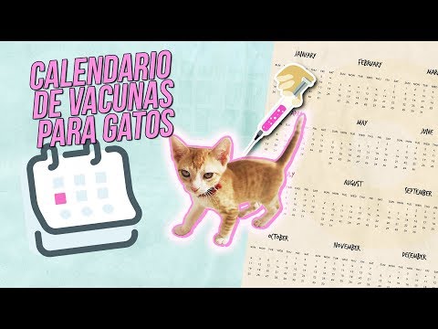 Guía básica de vacunación para gatos que salen a la calle