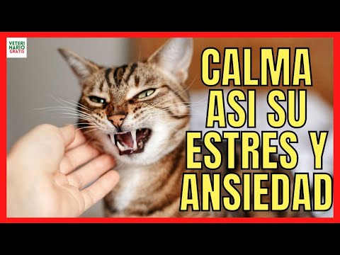 Consejos prácticos para reducir el estrés en los gatos