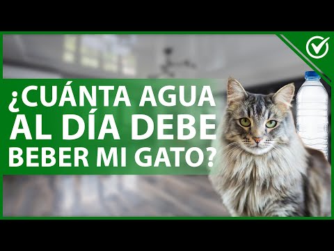 Recomendación de hidratación para gatos: ¿Cuántas veces al día deben beber agua?