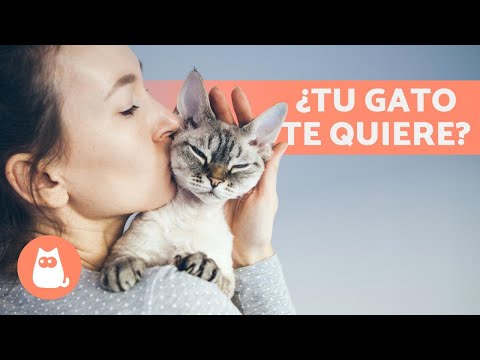 Descifrando el lenguaje de amor de los gatos: Cómo muestran afecto nuestros amigos felinos