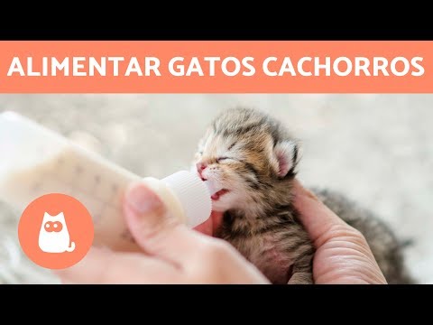 Guide to feeding your 1-month-old newborn kitten