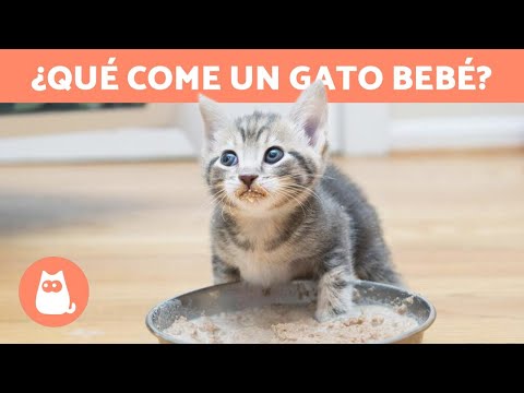 Basic care for a month-old kitten: everything you need to know.