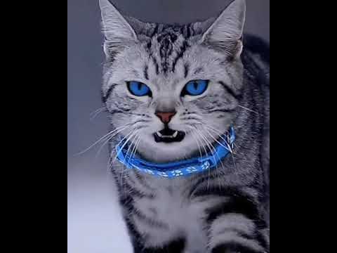 Razas de gatos: Descubre cómo se llaman los felinos de ojos azules.