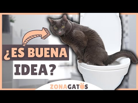Todo lo que necesitas saber sobre el proceso de aprendizaje de los gatos para ir al baño