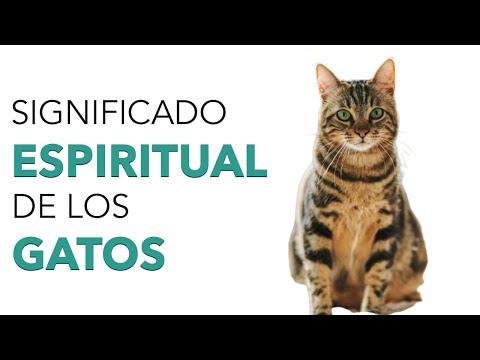 Descubre cómo los gatos pueden afectar tu bienestar espiritual