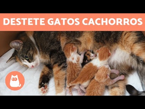 Todo lo que necesitas saber sobre el destete de gatitos: ¿Cuándo es el momento adecuado para cortar la leche materna de las gatas?
